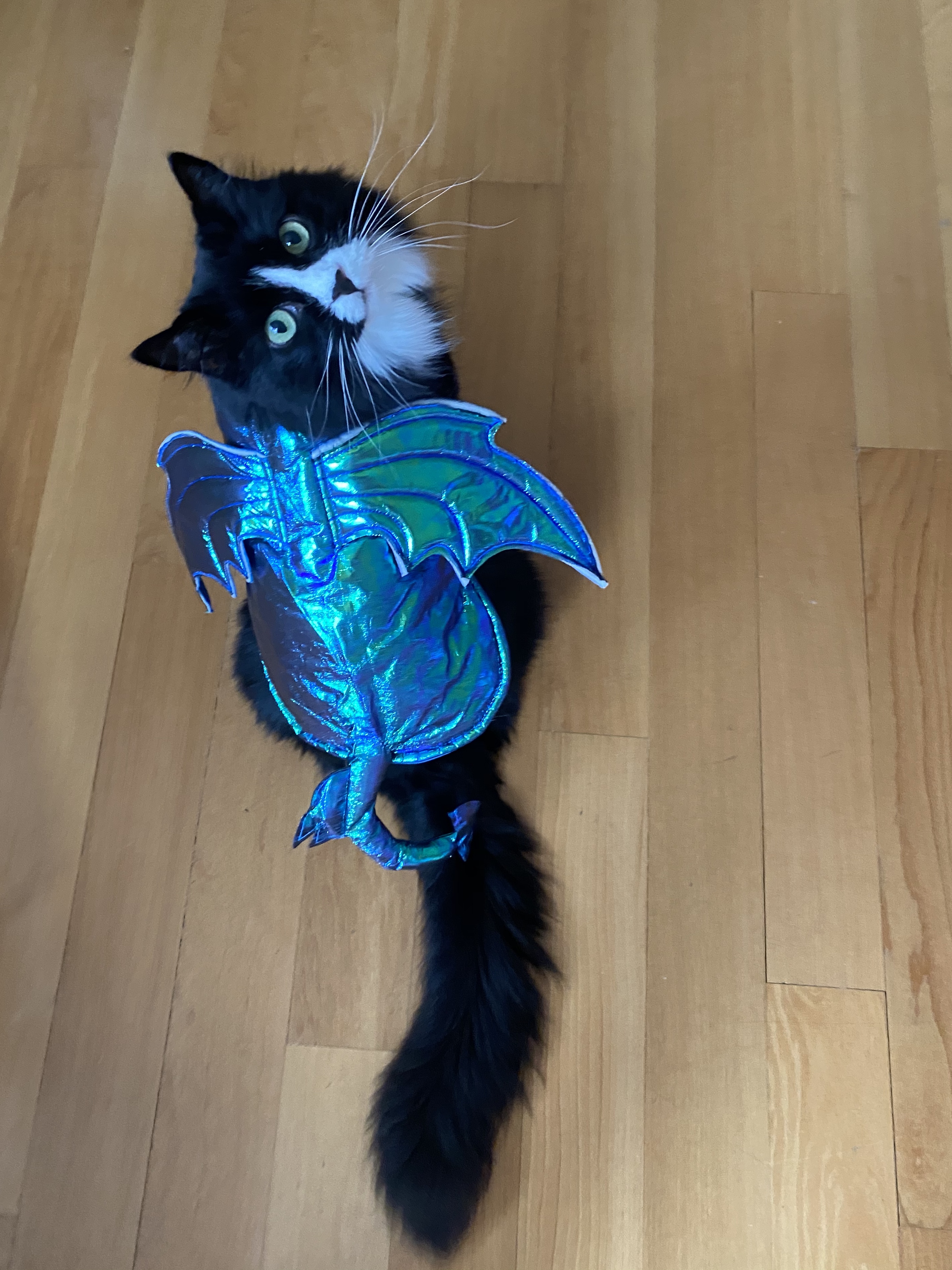 Emilie's cat, Jemima, dressed as a dragon