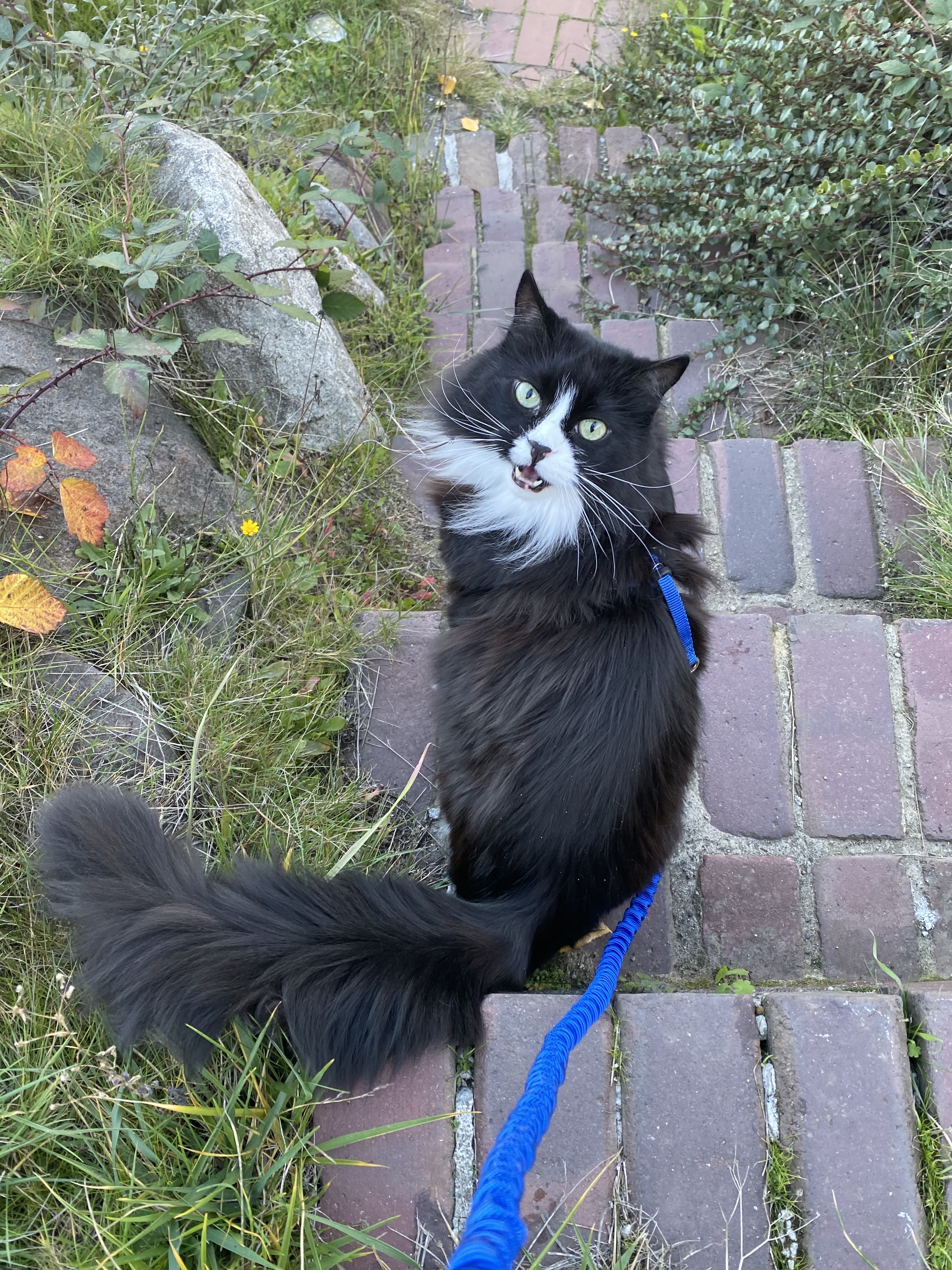 Emilie's cat, Jemima, meowing during a walk outside
